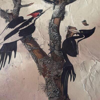 John J Audubon Ivory Billed Woodpecker 