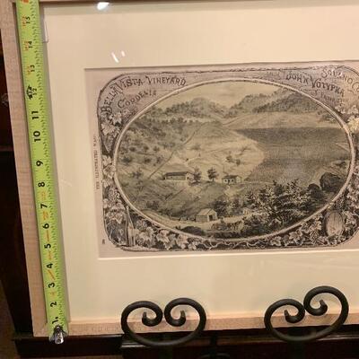 Lot 15 -the illustrated wasp Bella Vista vineyard 20 x 16
