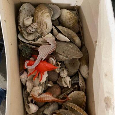 Box of Sea Shells 