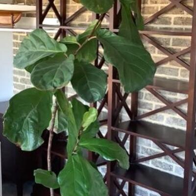 319 Large Potted Fig Plant Tree