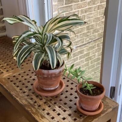 321 Live Bromeliad and Succulent Plants
