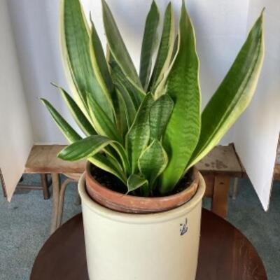 322 Live Potted Snake Plant