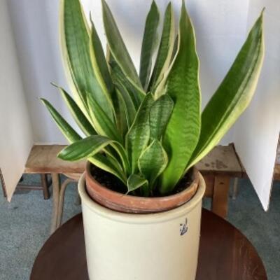 322 Live Potted Snake Plant