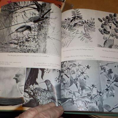 " Birds in the Garden and how to attract them" By Margaret McKenny 