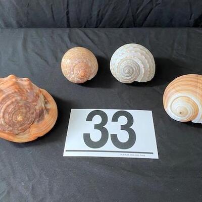 LOT#33D: 4 Piece Shell Lot