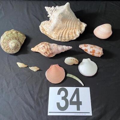 LOT#34D: Assorted Shell Lot
