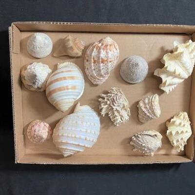 LOT#180D: Pre-1950 Seashells From SE Asia Lot #2