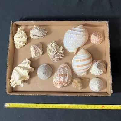 LOT#180D: Pre-1950 Seashells From SE Asia Lot #2