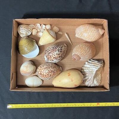 LOT#181D: Pre-1950 Seashells From SE Asia Lot #3