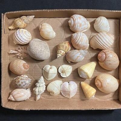 LOT#182D: Pre-1950 Seashells From SE Asia Lot #4