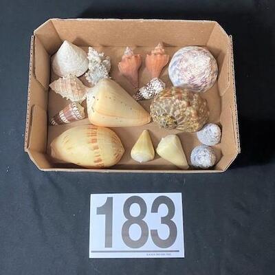 LOT#183D: Pre-1950 Seashells From SE Asia Lot #5