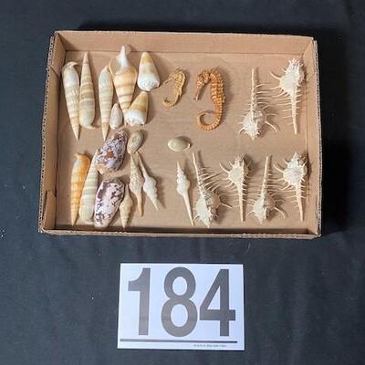 LOT#184D: Pre-1950 Seashells From SE Asia Lot #6