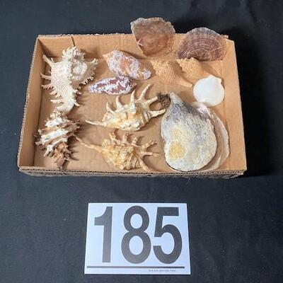 LOT#185D: Pre-1950 Seashells From SE Asia Lot #7