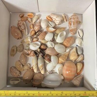 LOT#187D: Pre-1950 Seashells From SE Asia Lot #8