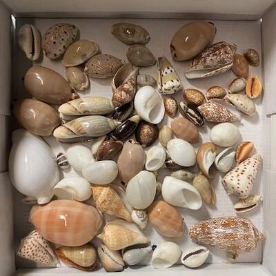 LOT#187D: Pre-1950 Seashells From SE Asia Lot #8