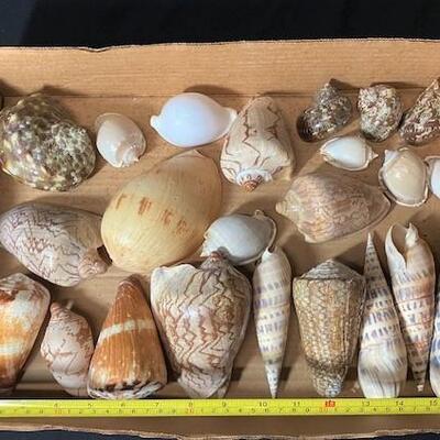 LOT#188D: Pre-1950 Seashells From SE Asia Lot #9