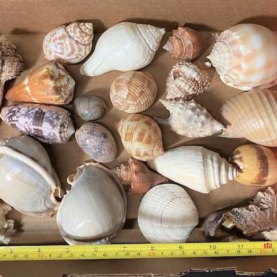 LOT#189D: Pre-1950 Seashells From SE Asia Lot #10