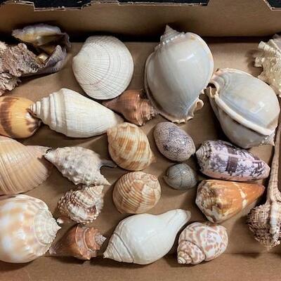 LOT#189D: Pre-1950 Seashells From SE Asia Lot #10