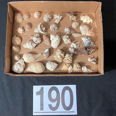 LOT#190D: Pre-1950 Seashells From SE Asia Lot #11