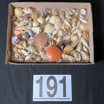 LOT#191D: Pre-1950 Seashells From SE Asia Lot #12