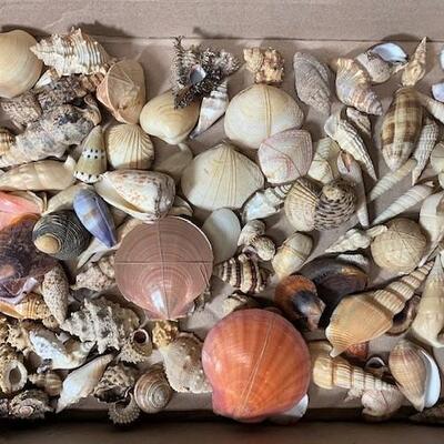 LOT#191D: Pre-1950 Seashells From SE Asia Lot #12