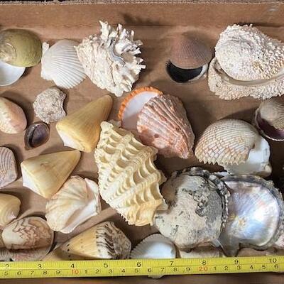 LOT#192D: Pre-1950 Seashells From SE Asia Lot #13