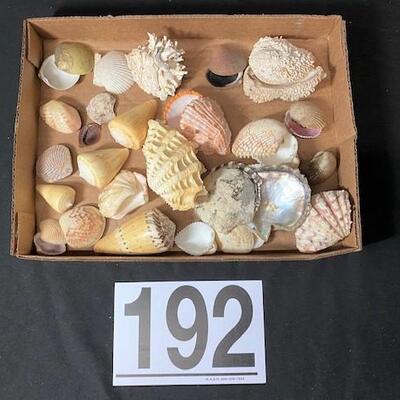 LOT#192D: Pre-1950 Seashells From SE Asia Lot #13