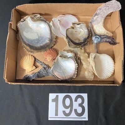 LOT#193D: Pre-1950 Seashells From SE Asia Lot #14