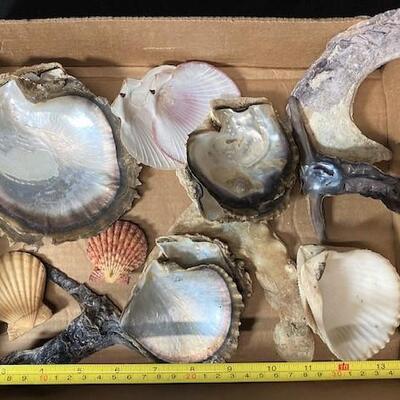 LOT#193D: Pre-1950 Seashells From SE Asia Lot #14