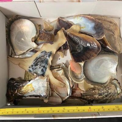 LOT#194D: Pre-1950 Seashells From SE Asia Lot #15