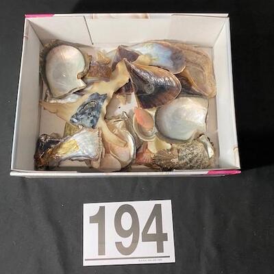LOT#194D: Pre-1950 Seashells From SE Asia Lot #15