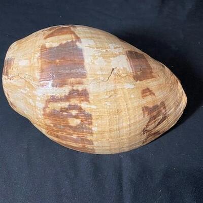 LOT#195D: Large Melo Amphora/Giant Bailer Shell