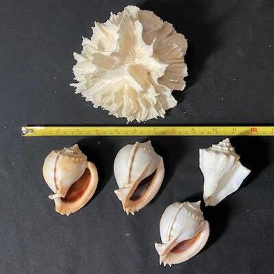 LOT#196D: Pre-1950s Shell & Coral Lot