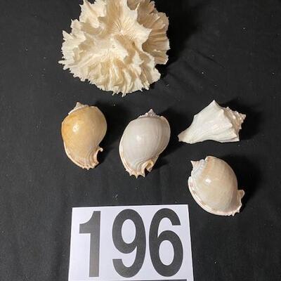 LOT#196D: Pre-1950s Shell & Coral Lot