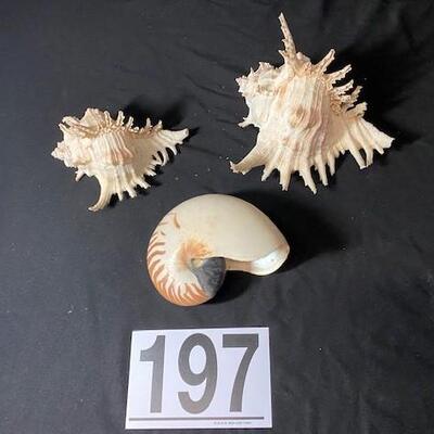 LOT#197D: Murex Ramosus & Nautilus Shell Lot