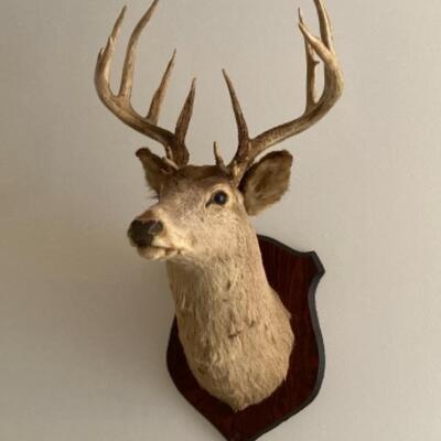 Genuine Taxidermy Mounted 16 point Buck from South Dakota