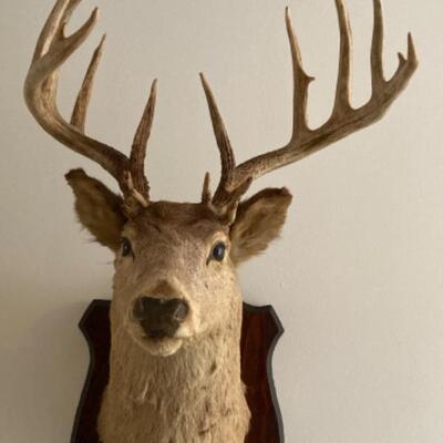 Genuine Taxidermy Mounted 16 point Buck from South Dakota