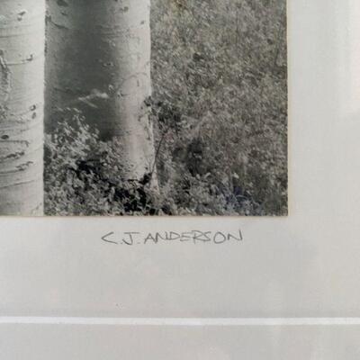 C.J. Anderson Photo Of Trees In Forest
