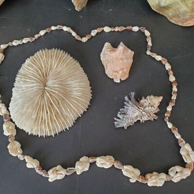 Seashell Decor Lot