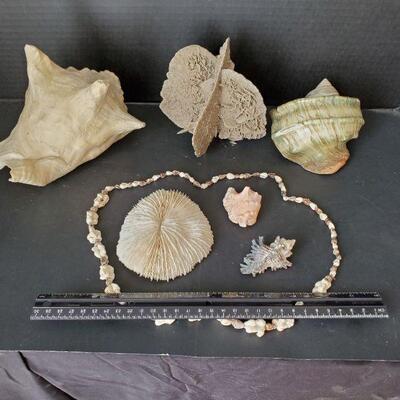 Seashell Decor Lot