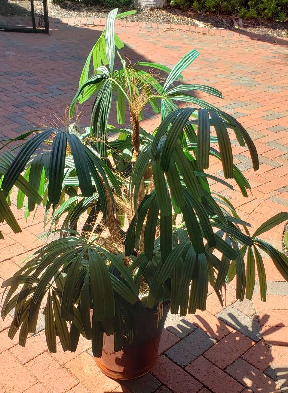 Artificial Plant in Ceramic Pot