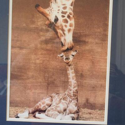 Giraffes