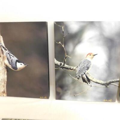 Back Yard Birds Unframed Art Photos by Aronsha Photography Various Sizes