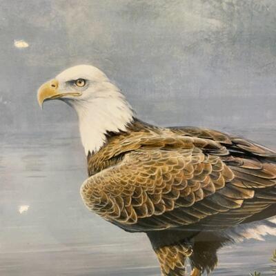 -157- â€œHeadwaters Eagleâ€ Print | Scott Zoellick | 708/6250