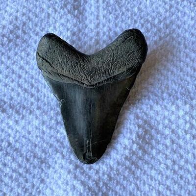 LOT#W6: Megalodon Tooth