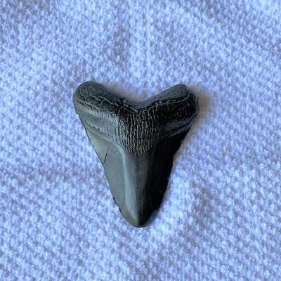 LOT#W6: Megalodon Tooth