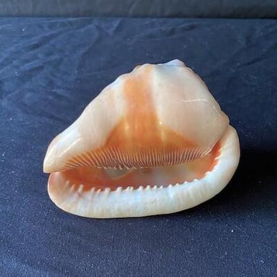 LOT#L87: Carved Bullmouth Shell