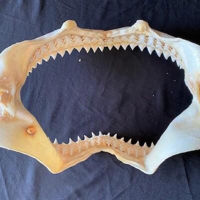 LOT#W122: Large Bull Shark Jaw
