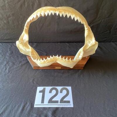 LOT#W122: Large Bull Shark Jaw