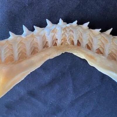 LOT#W122: Large Bull Shark Jaw